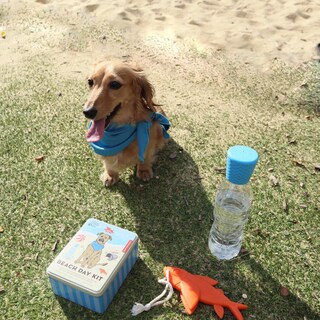 Foto 3 | Kit De Día De Playa Kikkerland