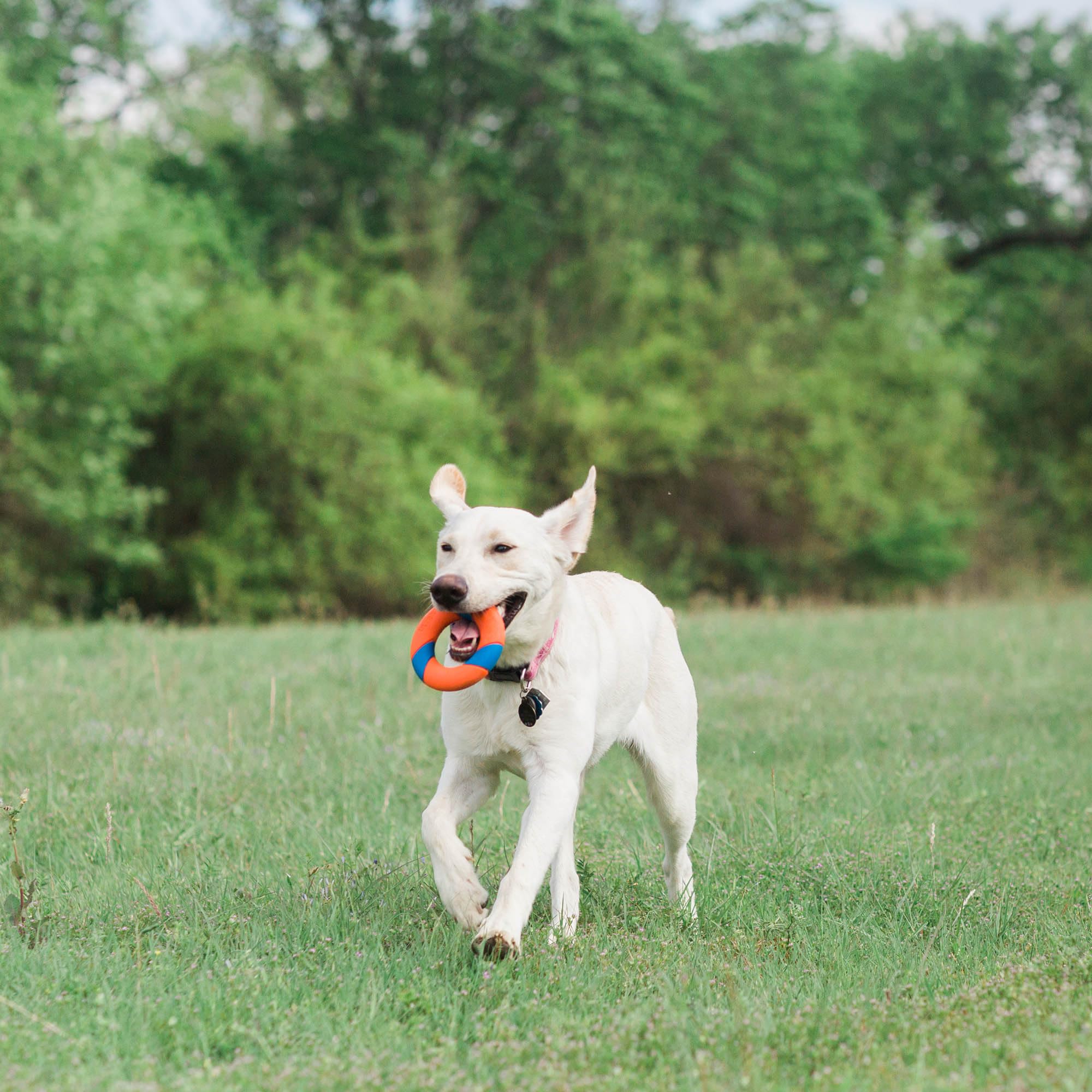Foto 4 pulgar | Set De Juguetes Para Perros Chuckit! Lanzador De Bolas Ring Chaser Con Bola De 4,5 Cm - Venta Internacional.