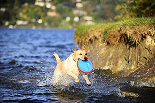 Foto 3 pulgar | Juguete Para Perros Flying Disc Chuckit! Paraflight, Tamaño Grande, Naranja/azul - Venta Internacional.