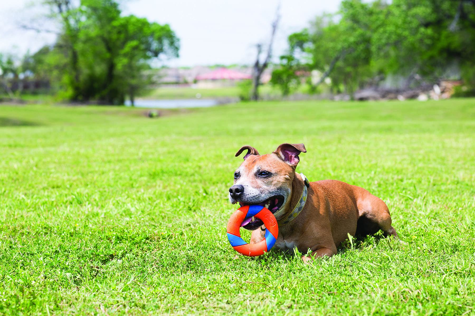 Foto 6 pulgar | Juguete Para Perros Chuckit! ¡ultraring Fetch And Chase Para Todas Las Razas! - Venta Internacional.