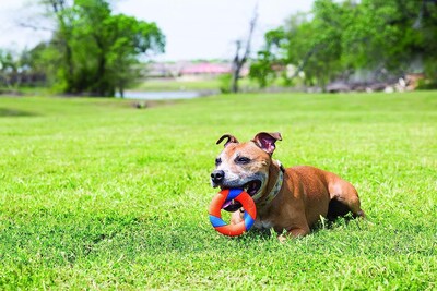 Foto 5 | Juguete Para Perros Chuckit! Anillo Ultra Squeaker Para Todos Los Tamaños De Raza - Venta Internacional.
