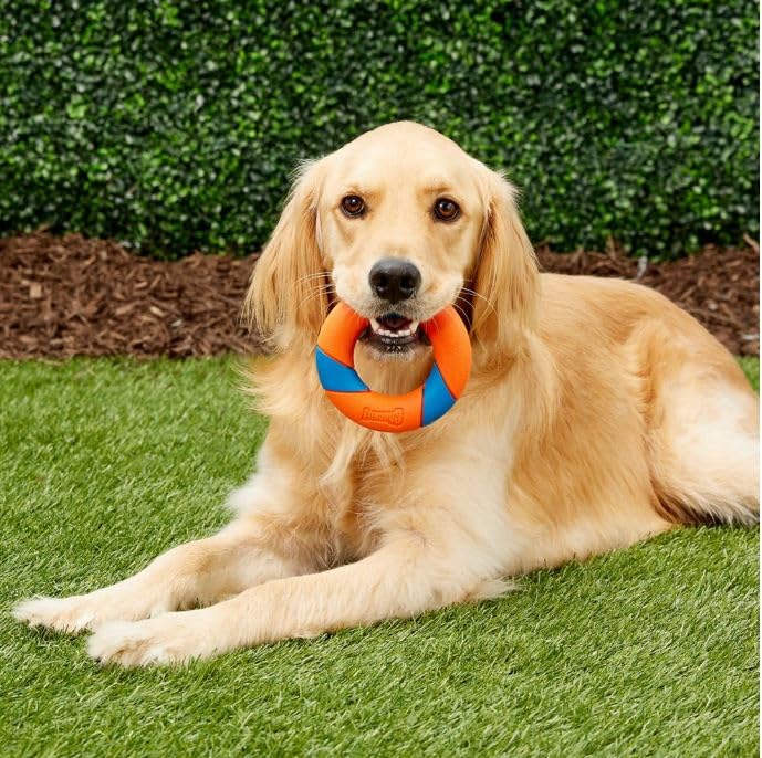 Foto 7 pulgar | Juguete Para Perros Chuckit! Anillo Ultra Squeaker Para Todos Los Tamaños De Raza - Venta Internacional.