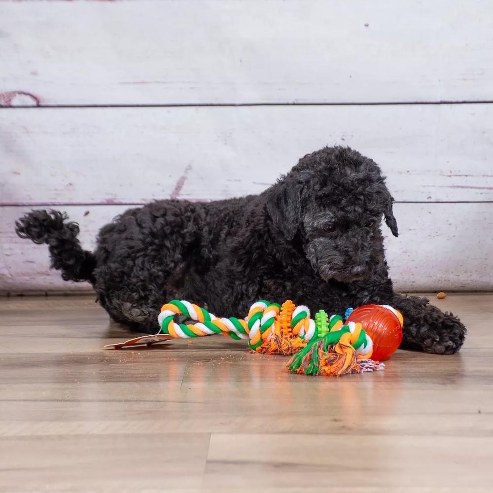 Foto 4 pulgar | Juguete P/perro D/hilo Multicolor Jaladera 1 Pelota Sharpaw