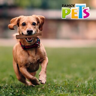 Foto 3 | Juguete Fancy Pets para Mascota