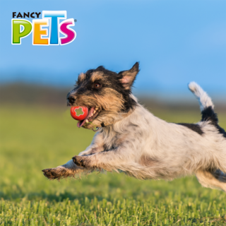 Foto 4 | Xtreme Juguete Fancy Pets FL9313 Bola para Perro Tamaño Chica