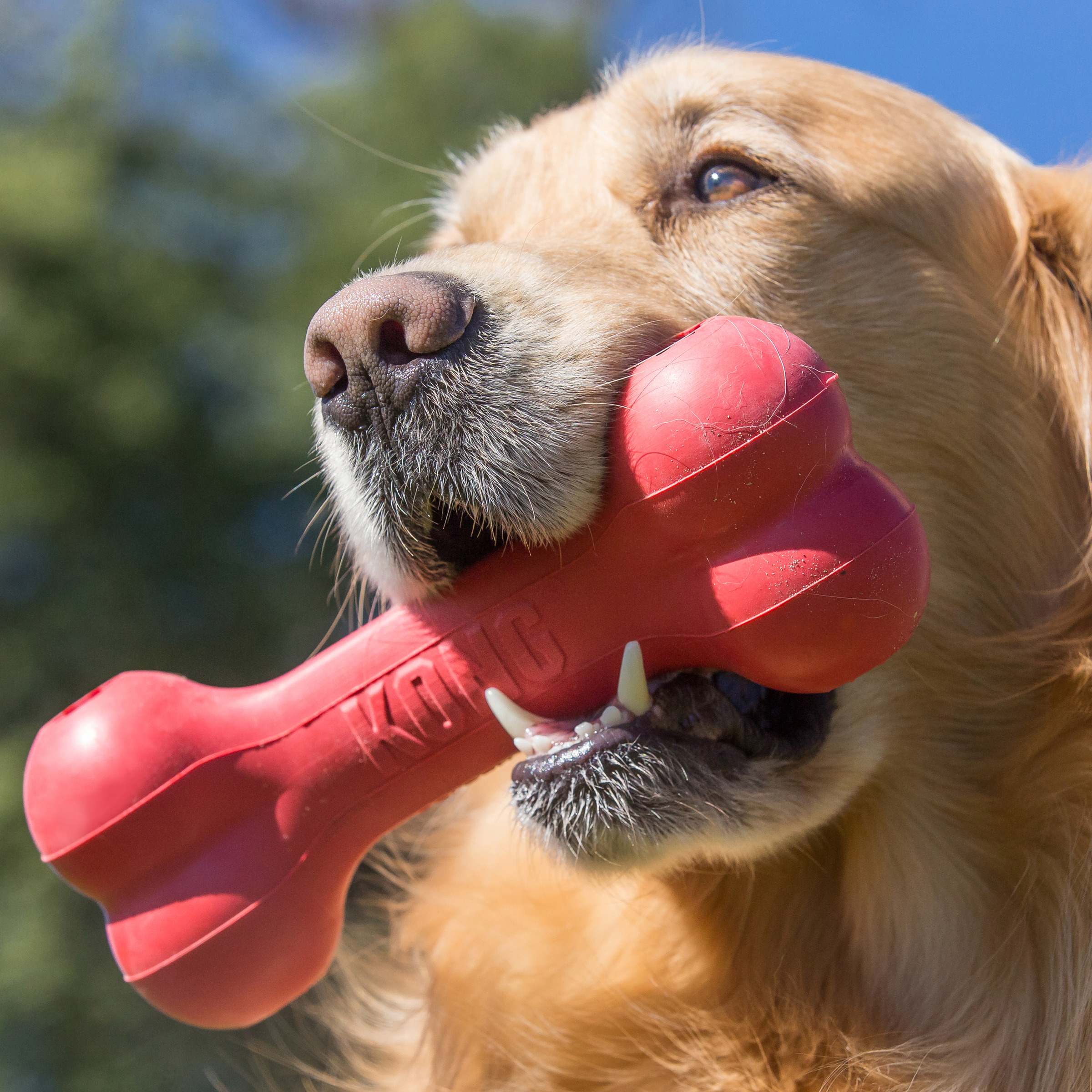 Foto 4 | Hueso Clásico para Perro Kong color Rojo