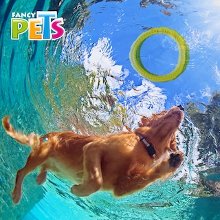 Foto 2 | Fancy Pets Juguete De Tela Doggie Scrunch Queso Para Perro