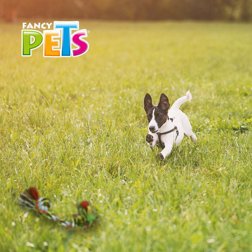 Foto 2 | Fancy Pets Hueso De Hilo Para Perro Multicolor Tamaño Extrachico 20 Centímetros