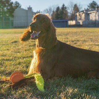 Foto 6 | Ruleta Giratoria Dog Chase Toy Outward Hound Tail Squeaky Con Cola Peluda - Venta Internacional.