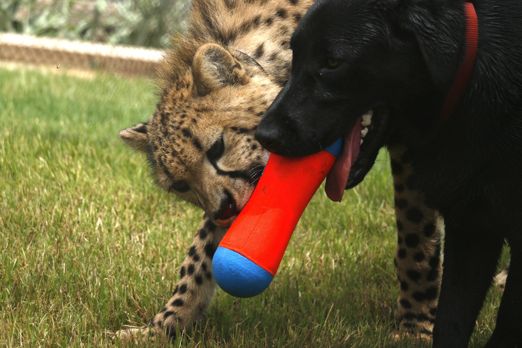 Foto 2 | Juguete Para Perros Chuckit! Tumble Bumper, Tamaño Mediano - Venta Internacional.