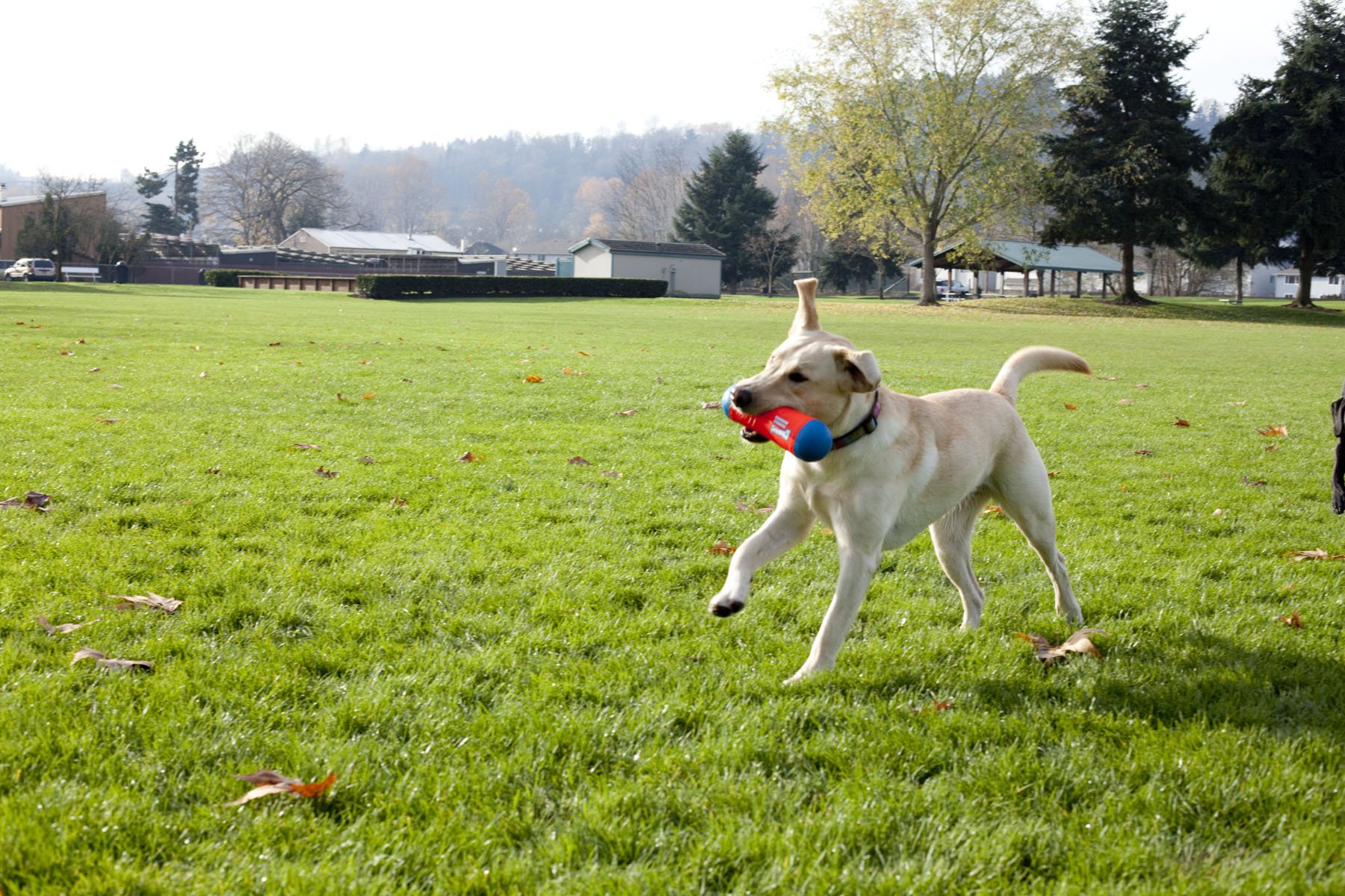 Foto 4 pulgar | Juguete Para Perros Chuckit! Tumble Bumper, Tamaño Mediano - Venta Internacional.