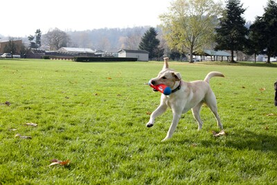 Foto 3 | Juguete Para Perros Chuckit! Tumble Bumper, Tamaño Mediano - Venta Internacional.