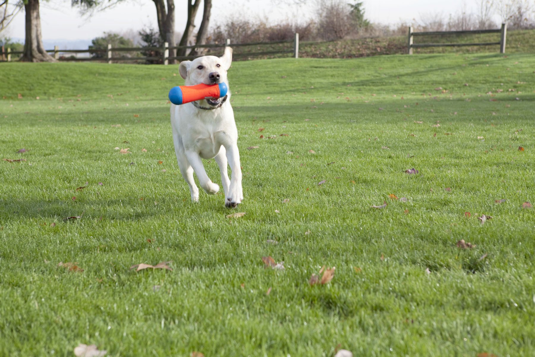 Foto 6 pulgar | Juguete Para Perros Chuckit! Tumble Bumper, Tamaño Mediano - Venta Internacional.