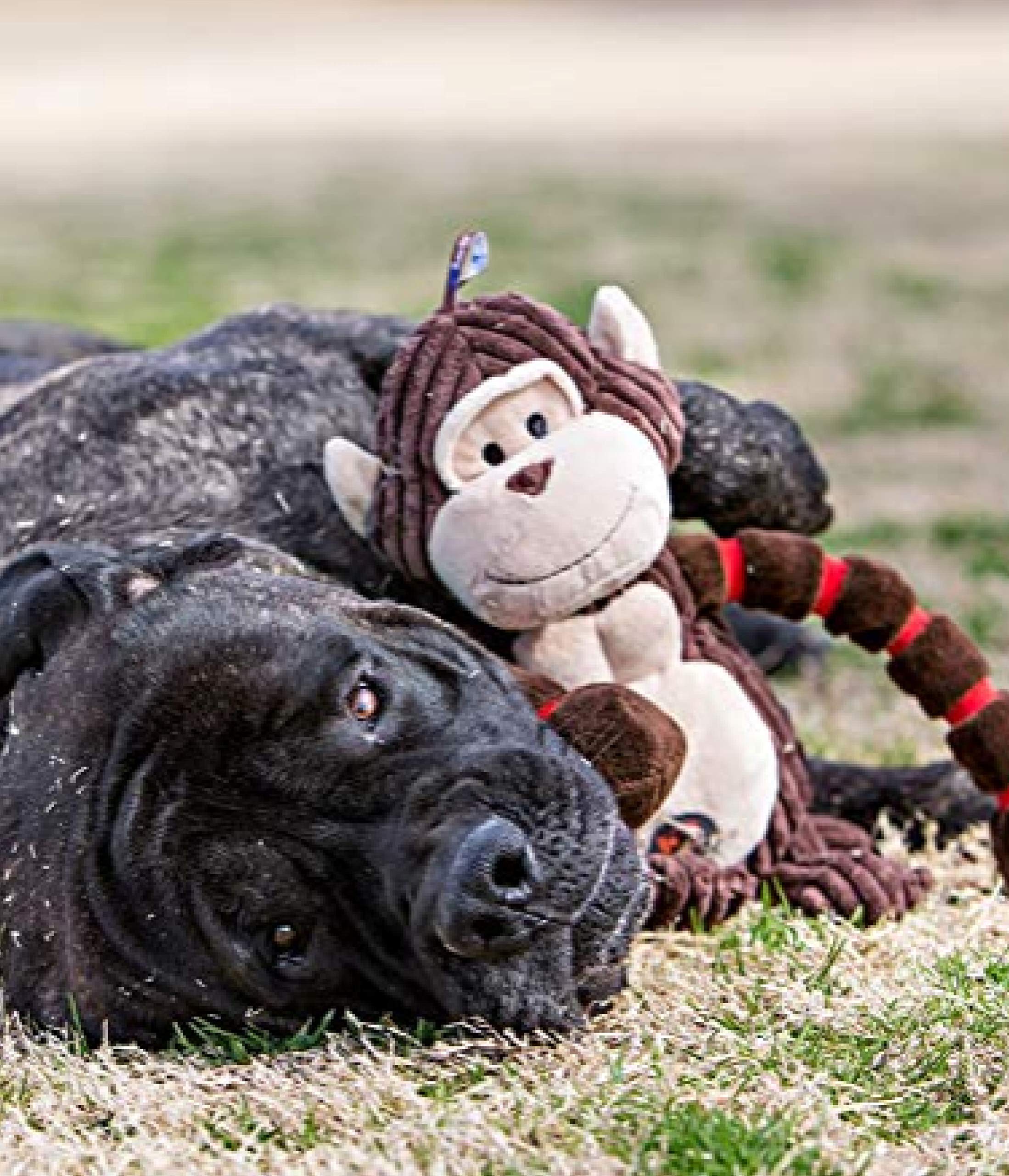 Foto 8 pulgar | Juguete De Peluche Outward Hound Thunda Tugga Gator Plush Squeaky - Venta Internacional.