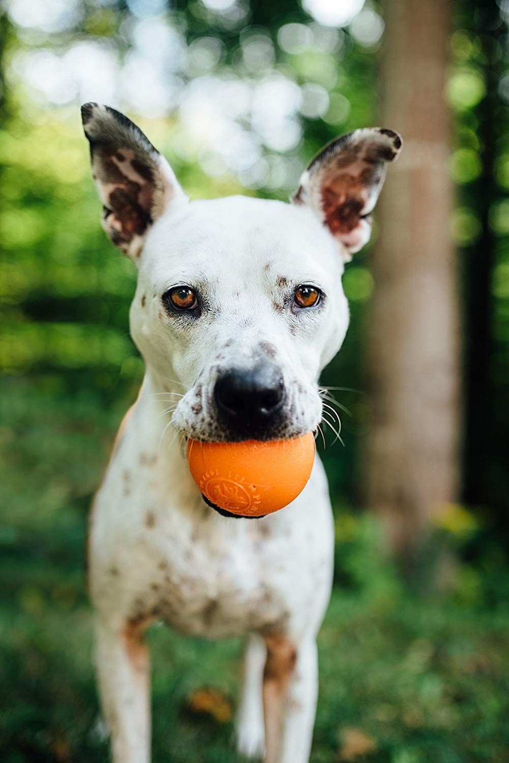 Foto 8 pulgar | Dog Fetch Toy Outward Hound Orbee-tuff Squeak Ball Naranja - Venta Internacional.