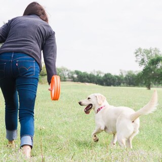 Foto 3 | Juguete Para Perros Chuckit! Rueda Fetch Rueda Robusta Para Perros Medianos - Venta Internacional.
