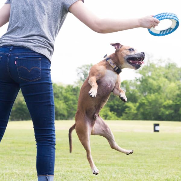Foto 5 pulgar | Juguete Para Perros Chuckit! Rueda Fetch Rueda Robusta Para Perros Medianos - Venta Internacional.