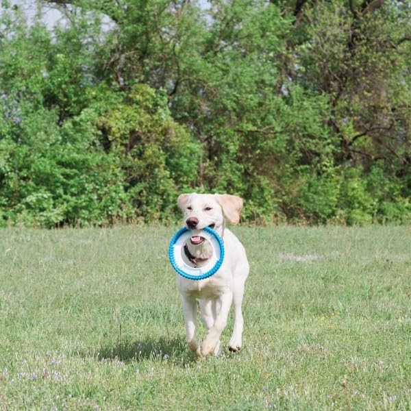 Foto 6 pulgar | Juguete Para Perros Chuckit! Rueda Fetch Rueda Robusta Para Perros Medianos - Venta Internacional.
