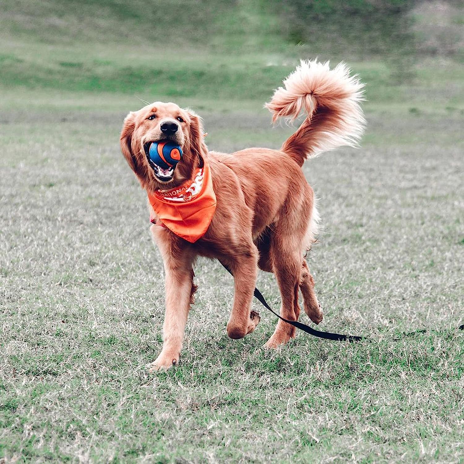 Foto 5 pulgar | ¡dog Ball Chuckit! Ultra Squeaker, Extra Grande, Para Más De 45 Kg - Venta Internacional.