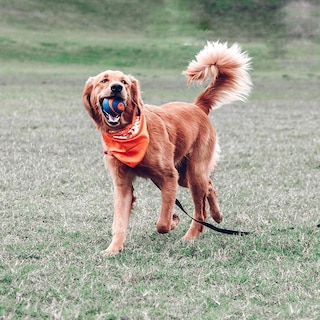 Foto 4 | ¡dog Ball Chuckit! Ultra Squeaker, Extra Grande, Para Más De 45 Kg - Venta Internacional.