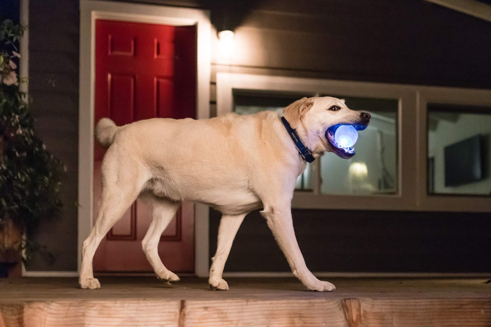 Foto 8 pulgar | Bola Estroboscópica Outward Hound Orbee-tuff De Juguete Para Perros Con Luz Led - Venta Internacional.