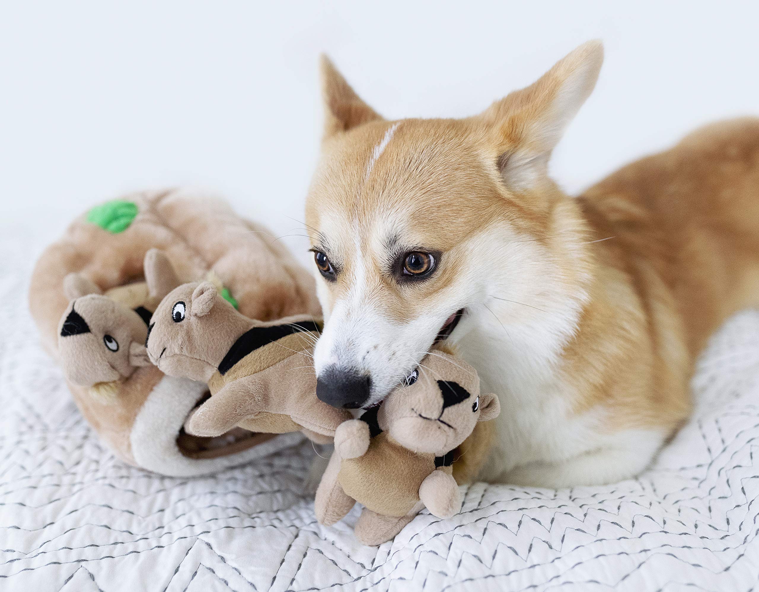 Foto 5 | Juguetes De Repuesto Para Perros Outward Hound Squeakin' Squirrels, Paquete De 3 - Venta Internacional.
