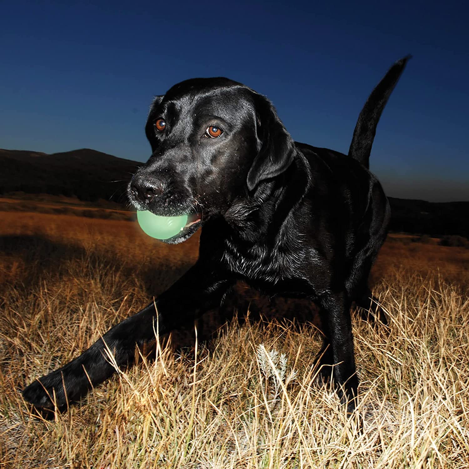 Foto 7 pulgar | Juguete Para Perros Chuckit! Max Glow Ball, Tamaño Mediano, Para Perros De 9 A 27 Kg, Paquete De 4 - Venta Internacion