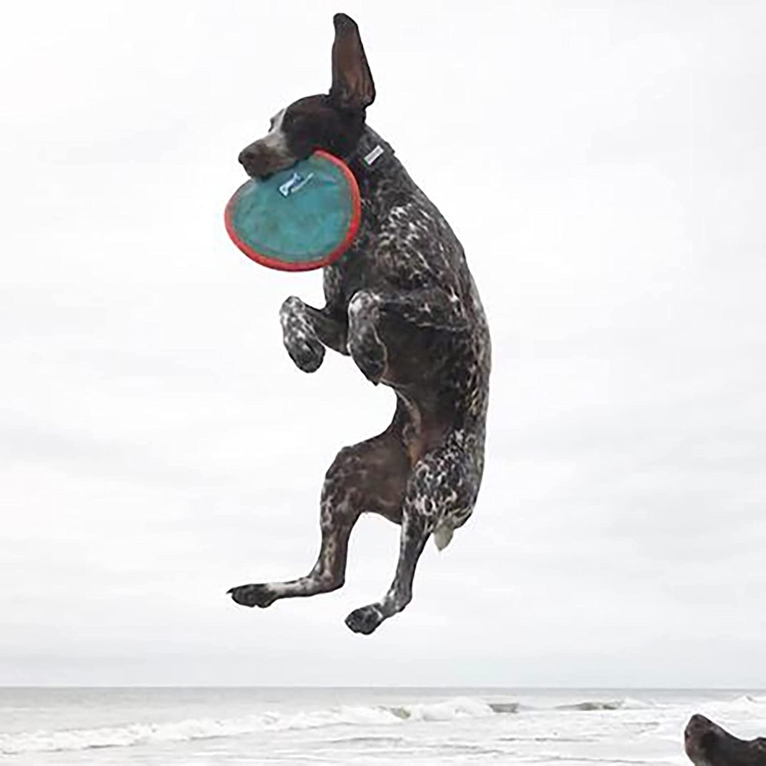 Foto 6 | ¡juguete Chuckit! Disco Volador Grande Paraflight De 24 Cm De Diámetro - Venta Internacional.