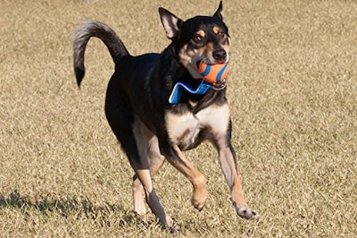 Foto 1 | ¡tíralo! Juguete Para Perros Ultra Tug, Grande - Venta Internacional.