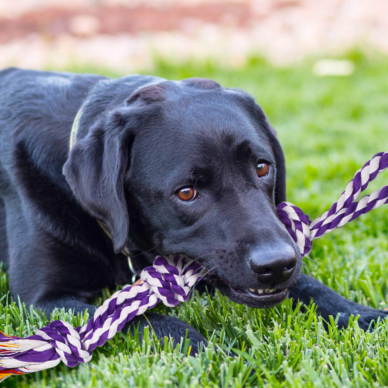 Foto 7 pulgar | Juego De Cuerdas Para Perros Tough Chew Para Masticadores Agresivos, Tamaño Grande - Venta Internacional.