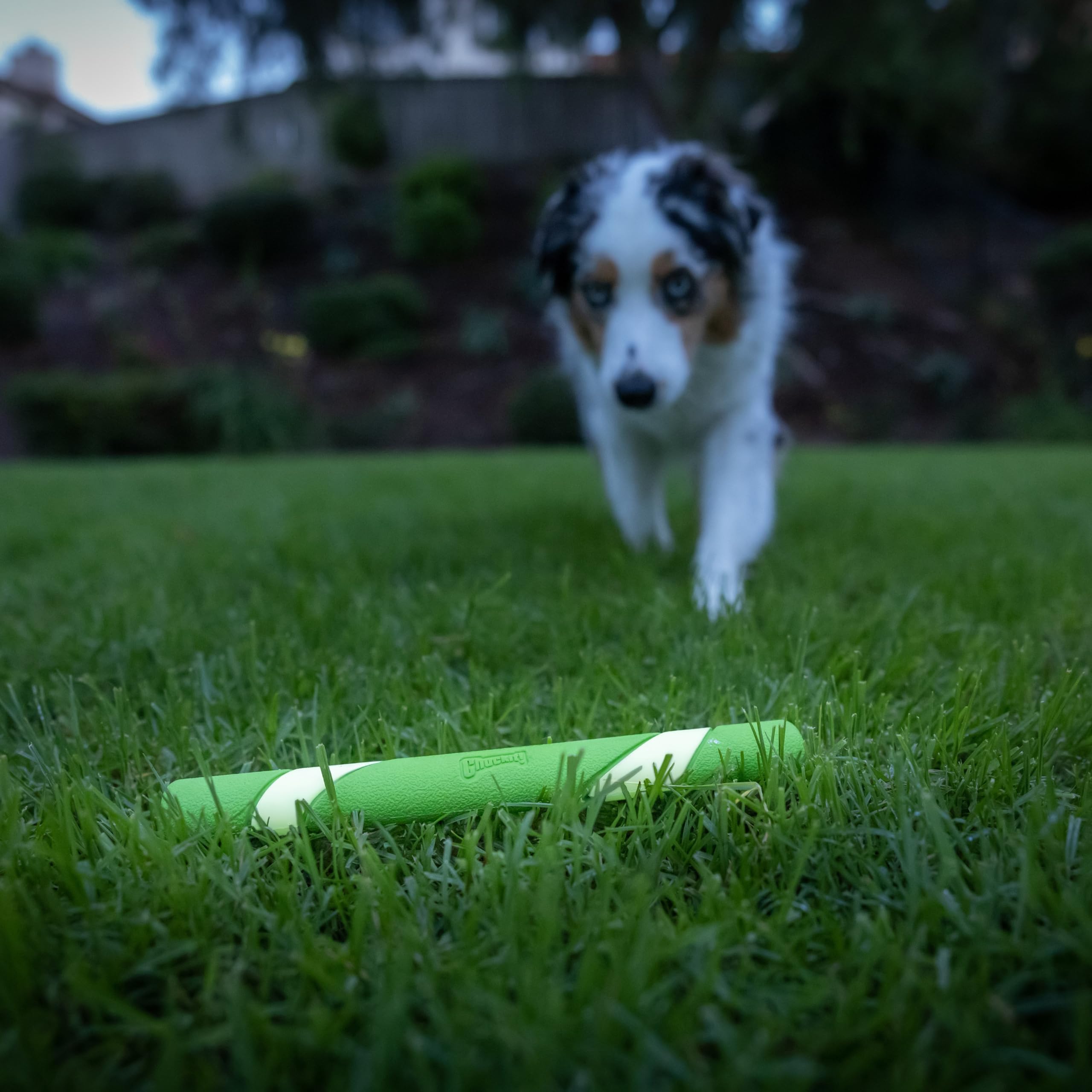 Foto 3 pulgar | Juguete Para Perros Chuckit! Max Glow Ultra Fetch Stick, 30 Cm, Para Todas Las Razas - Venta Internacional.