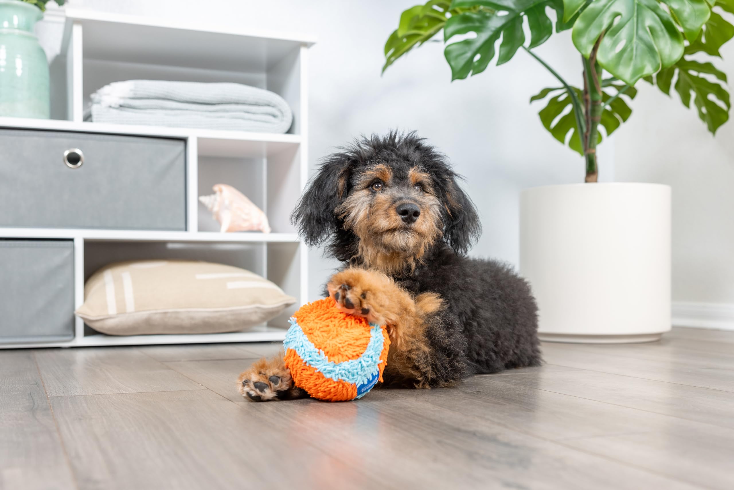 Foto 5 pulgar | Juguete Para Perros Chuckit! Bola Fetch Para Interiores, 12 Cm, Naranja Y Azul - Venta Internacional.