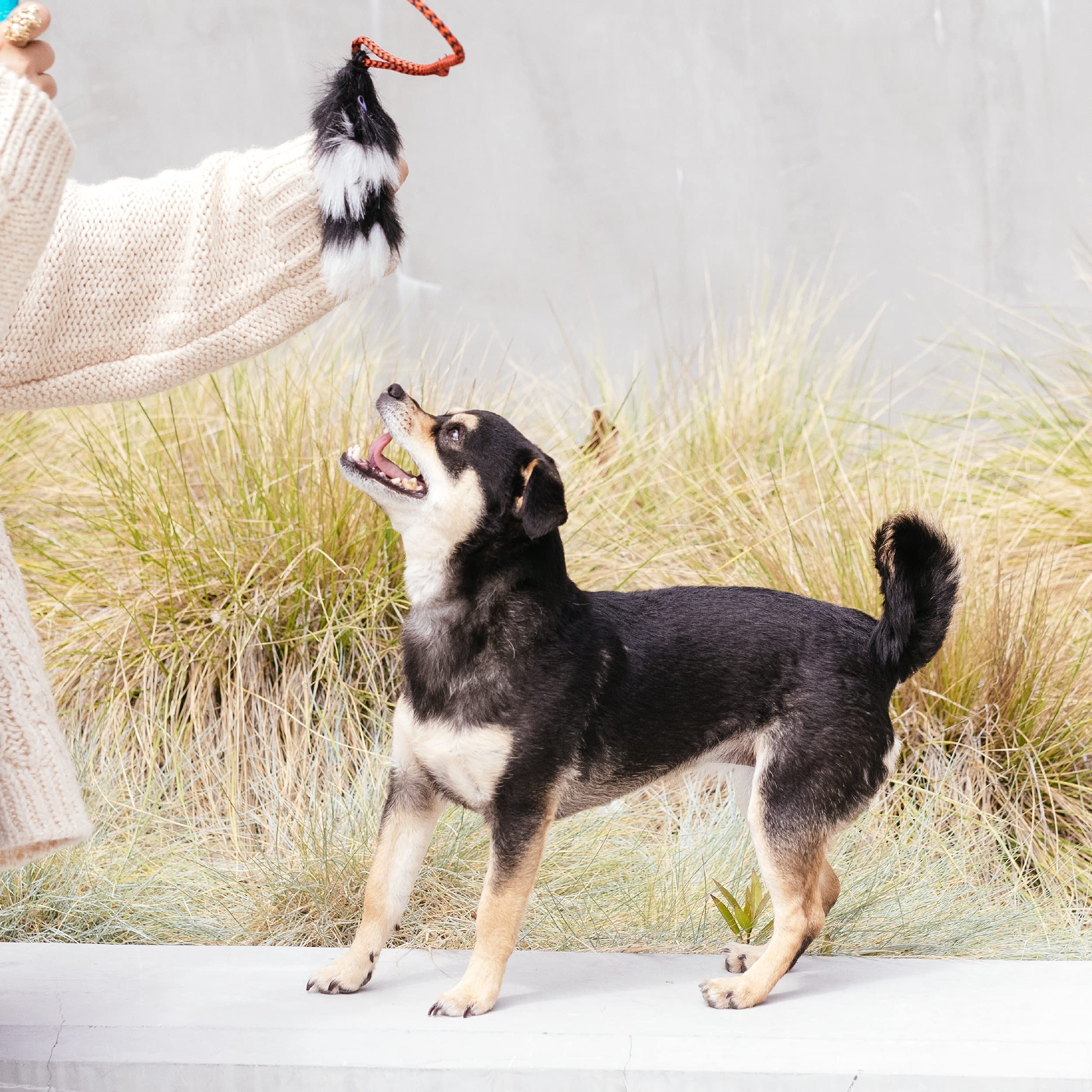 Foto 7 pulgar | Señuelo De Repuesto Para Dog Teaser Wand Outward Hound Tail Teaser - Venta Internacional.