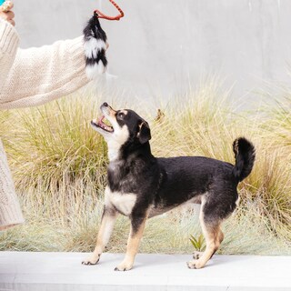 Foto 6 | Señuelo De Repuesto Para Dog Teaser Wand Outward Hound Tail Teaser - Venta Internacional.