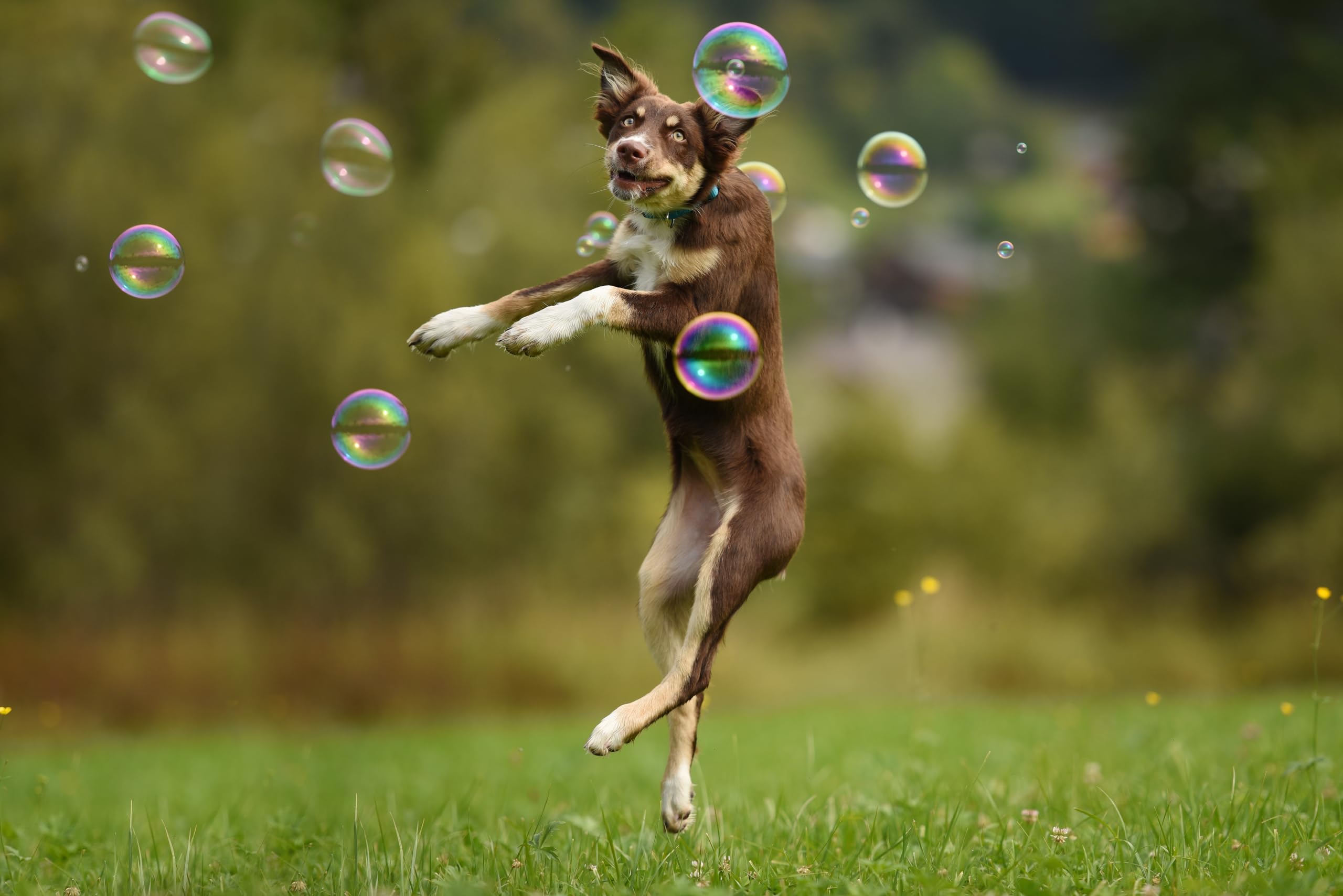 Foto 7 | Juguete Para Perros Barkin' Good Bubbles Con Aroma Natural A Tocino A Base De Plantas - Venta Internacional.