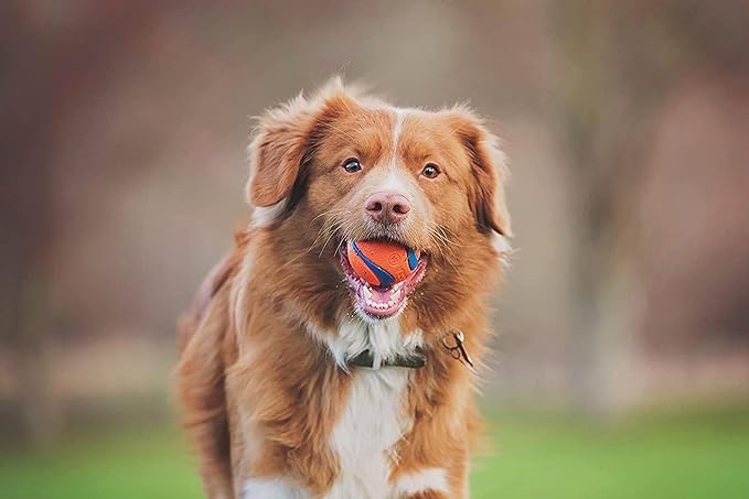Foto 2 | Set Fetch Ball, Chuckit! Dog Medley, Paquete De 3 Unidades, Tamaño Mediano, Con Ultra Ball - Venta Internacional.