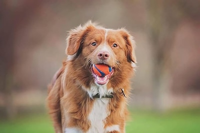 Foto 2 | Set Fetch Ball, Chuckit! Dog Medley, Paquete De 3 Unidades, Tamaño Mediano, Con Ultra Ball - Venta Internacional.