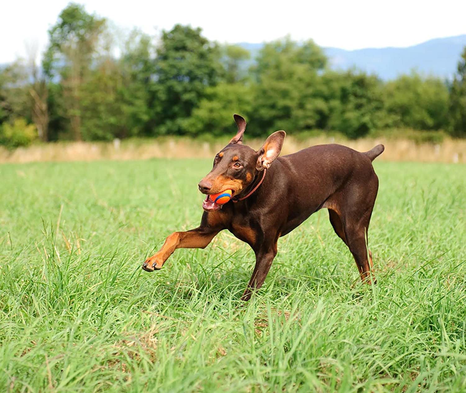 Foto 8 pulgar | Juguete Para Perros Chuckit! Ultra Ball Medium Para Razas De 9 A 27 Kg - Venta Internacional.