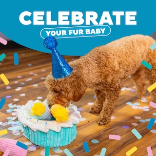 Foto 4 | Puzle De Peluche Con Temática De Cumpleaños Para Perros Outward Hound - Venta Internacional.