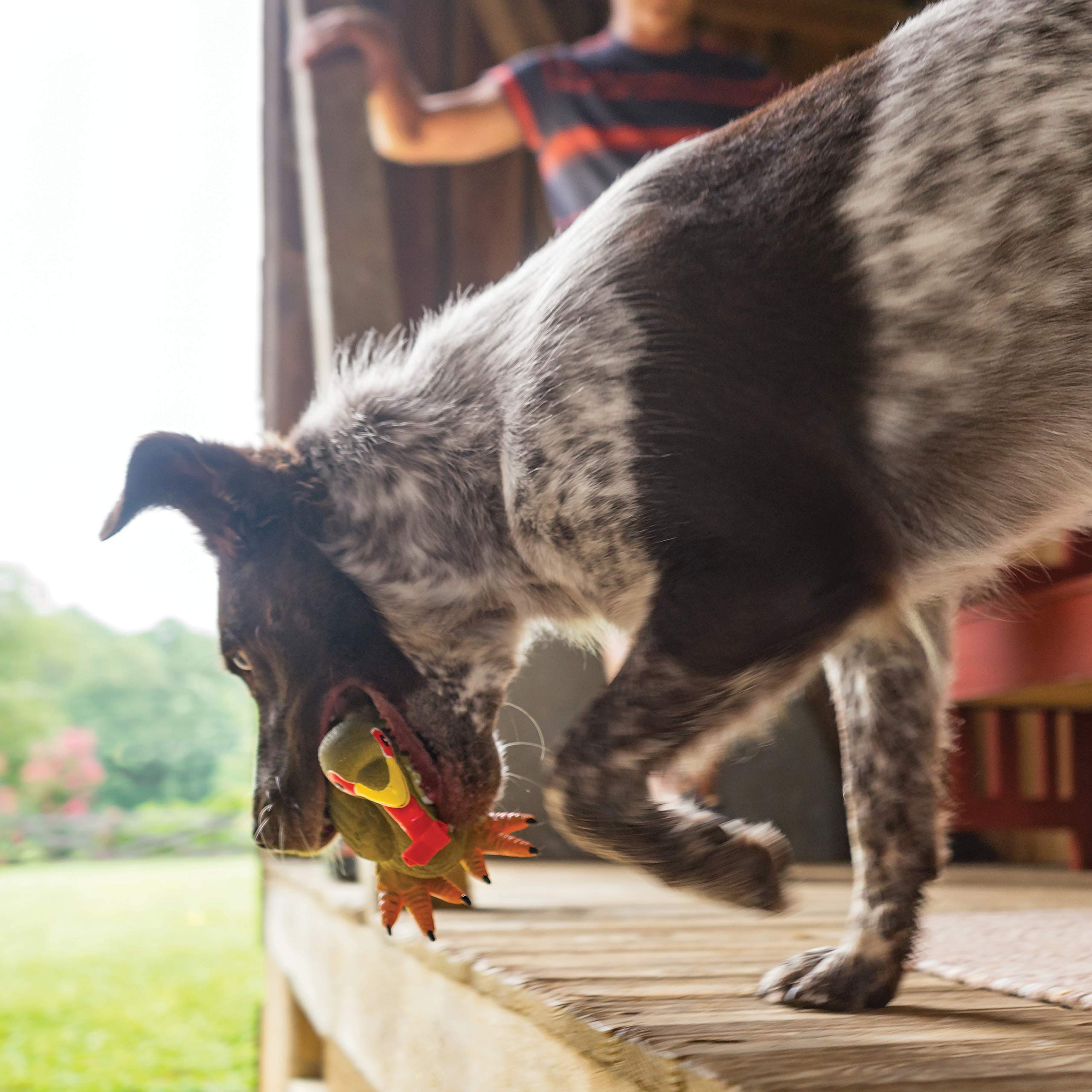 Foto 5 pulgar | Juguete Para Perros Petsafe Busy Buddy Squeeze Meeze Latex Turkey - Venta Internacional.