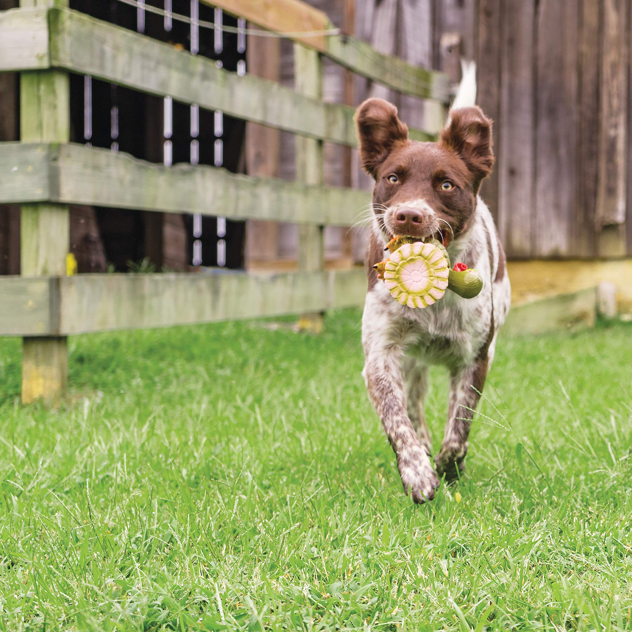Foto 6 pulgar | Juguete Para Perros Petsafe Busy Buddy Squeeze Meeze Latex Turkey - Venta Internacional.