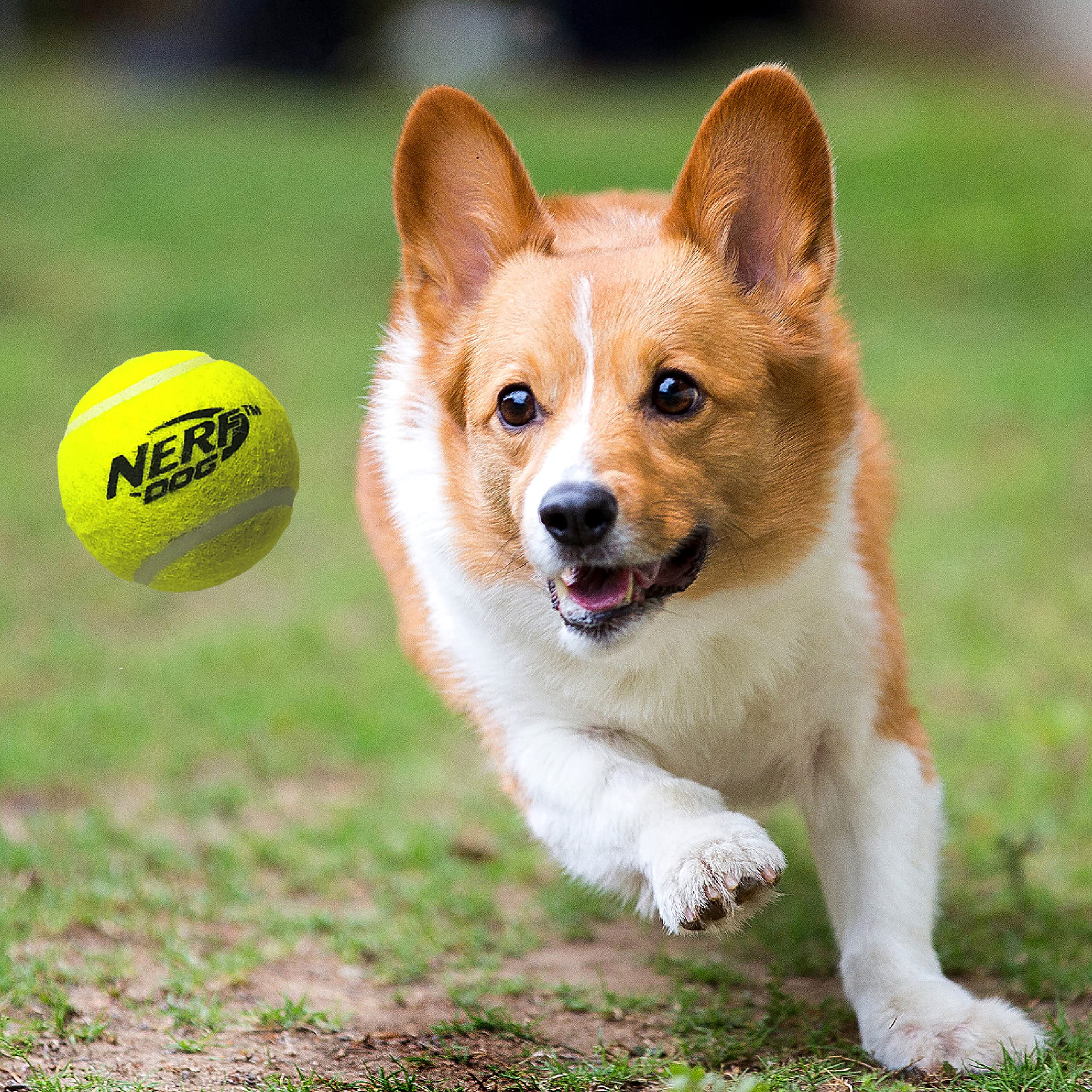 Foto 3 pulgar | Juguete Para Perros Tennis Blaster Nerf Dog Con 3 Minipelotas - Venta Internacional.