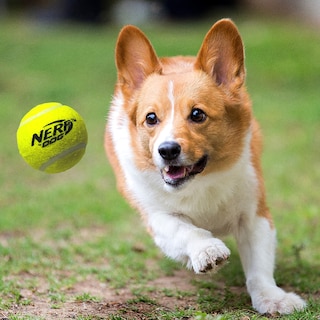 Foto 2 | Juguete Para Perros Tennis Blaster Nerf Dog Con 3 Minipelotas - Venta Internacional.