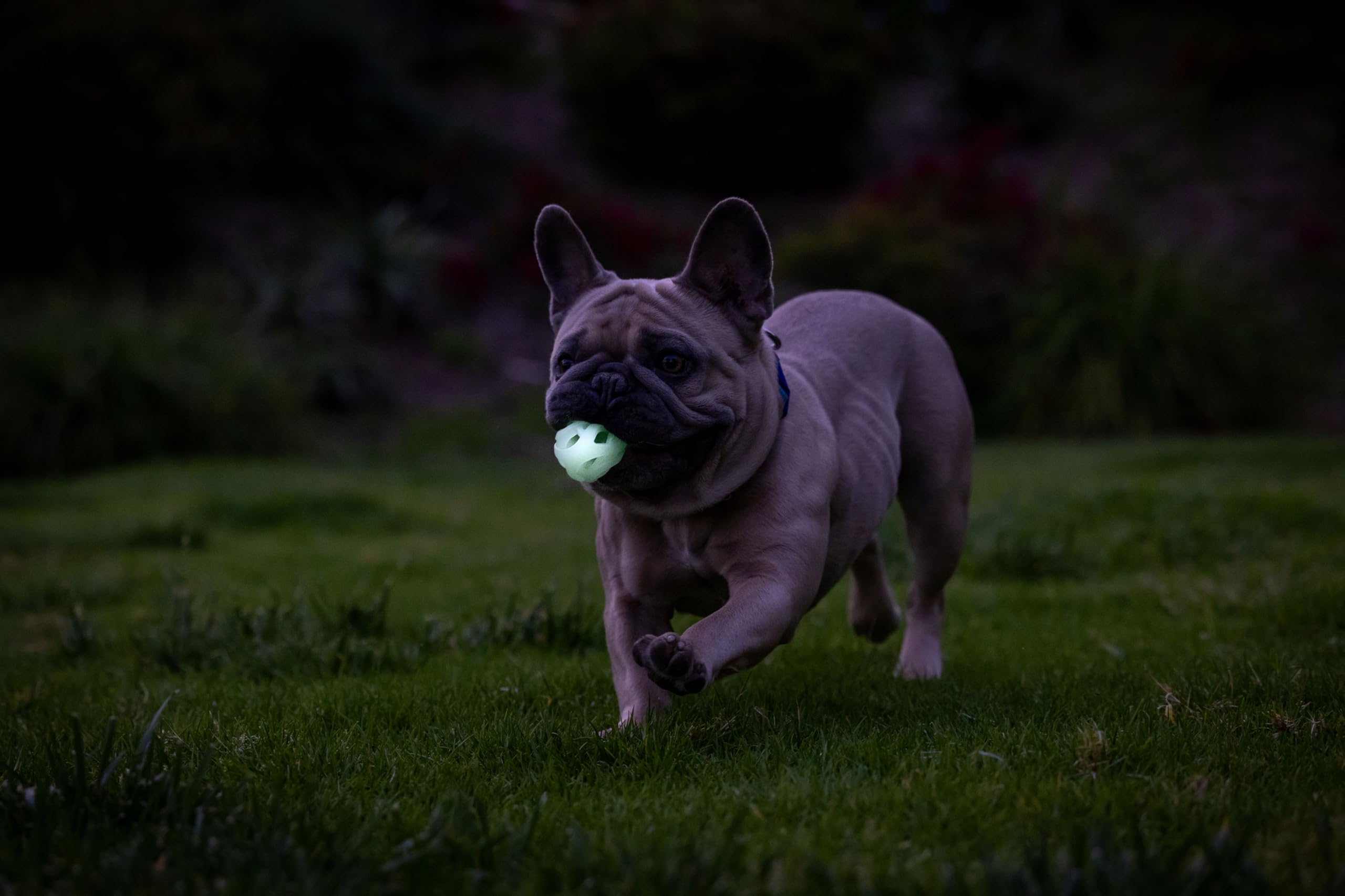 Foto 6 pulgar | Juguete Para Perros Chuckit! Air Glow Fetch Ball, Pequeña (5 Cm), Para Perros De 0 A 9 Kg - Venta Internacional.