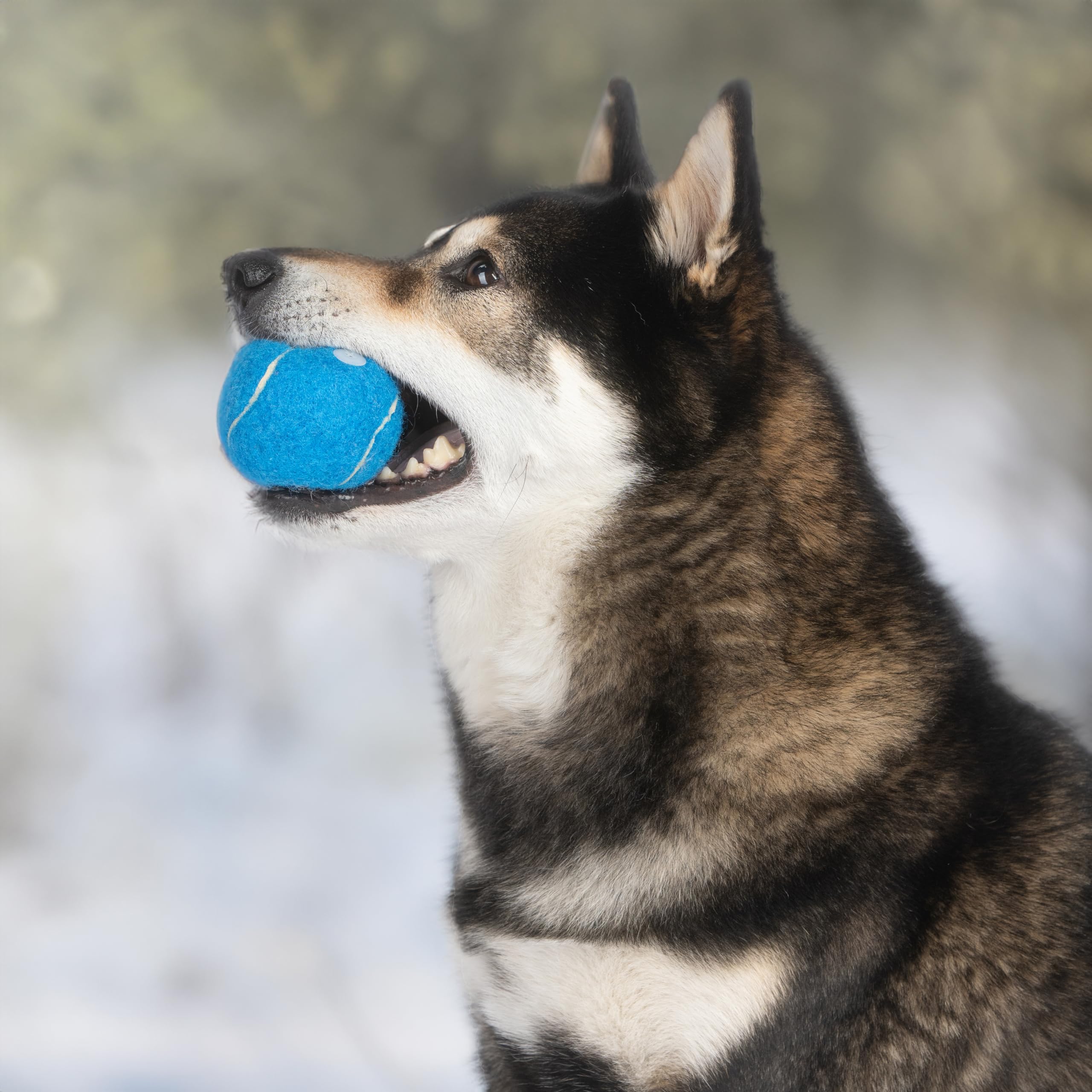 Foto 8 pulgar | Squeaky Tennis Toys, Los Mejores Suministros Para Mascotas Para Perros, Paquete De 4 Unidades - Venta Internacional.