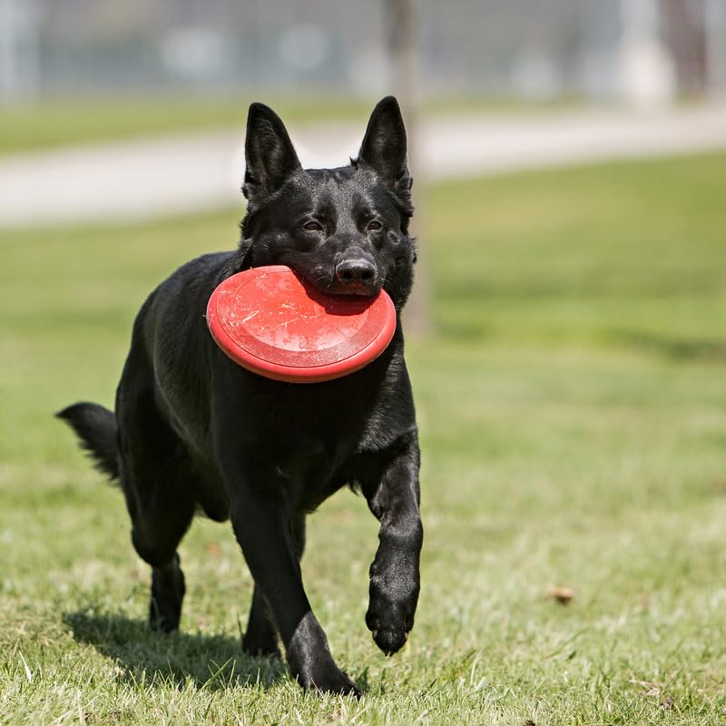 Foto 3 pulgar | Disco De Goma Dog Toy Kong Flyer Para Catch Fetch Playtime, Rojo - Venta Internacional.