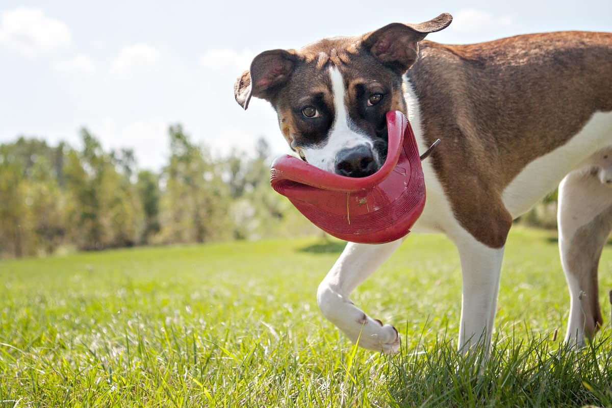 Foto 4 | Disco De Goma Dog Toy Kong Flyer Para Catch Fetch Playtime, Rojo - Venta Internacional.