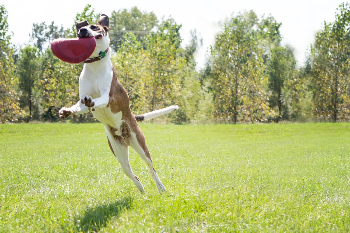 Foto 6 pulgar | Disco De Goma Dog Toy Kong Flyer Para Catch Fetch Playtime, Rojo - Venta Internacional.