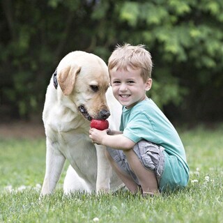 Foto 2 | Juguete Para Perros Kong Classic Fetch & Chew Stuffable Para Tamaño Extra Grande - Venta Internacional.