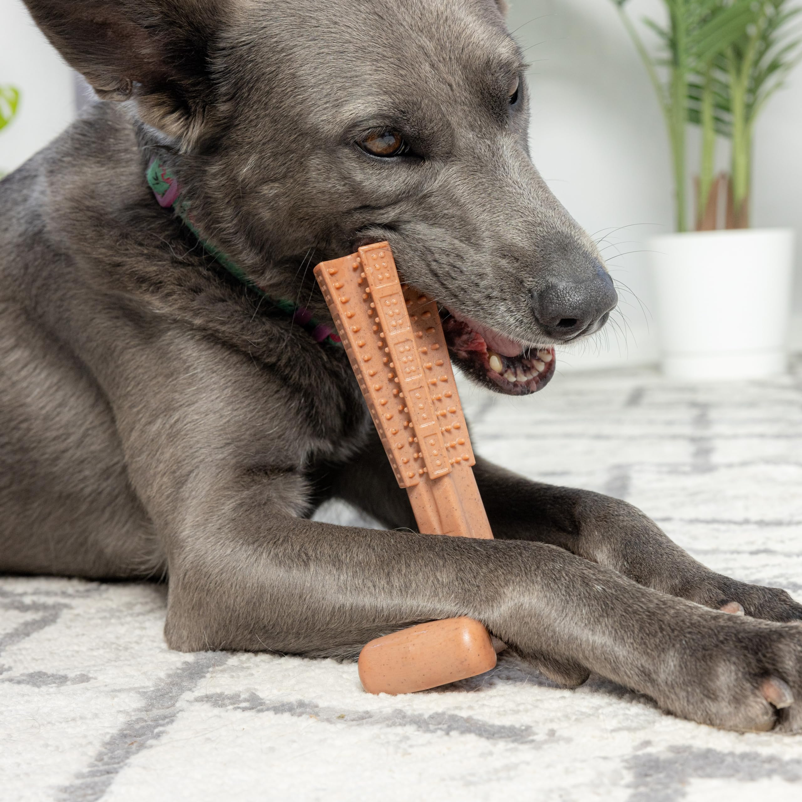 Foto 6 | Juguete Masticable Para Perros Spot Bam-bones Plus T Bone Para Masticadores Agresivos - Venta Internacional.